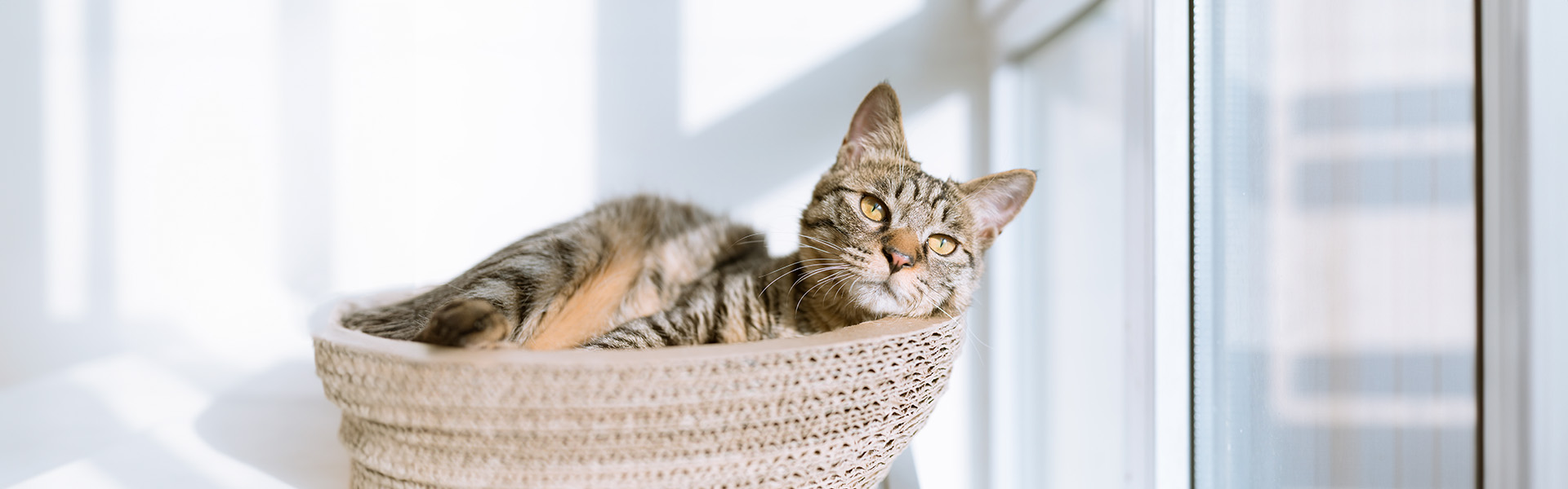 Katten En Honden Verkoop Winkel -Katten En Honden Verkoop Winkel 1