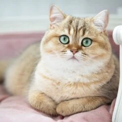 Lord Lou - George Roze Velvet S - Luxe Hondenmand - Luxe Kattenmand - 49x40x31 -Katten En Honden Verkoop Winkel 1200x1197 1