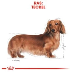 Royal Canin Dachshund/Teckel Adult 7.5 KG -Katten En Honden Verkoop Winkel 1200x1200 111