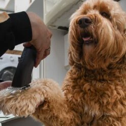 Clipr Ultimate 2-speed Hondentondeuse Op Accu -Katten En Honden Verkoop Winkel 1200x1200 175