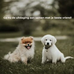 AYOO Agility Voor De Hond - Honden Training - Honden Behendigheid Set - Hondenparcours - Training Huisdieren - Honden Agility Set - Slalom - Horde - Draagzak - Agility Set - Oranje - Wit - GRATIS Speeltouw -Katten En Honden Verkoop Winkel 1200x1200 251