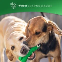 Tandenborstel Hond Melk Geur Smaak En Piep Honden Speelgoed Dog Toy - Krokodil Groen - Dutchwide -Katten En Honden Verkoop Winkel 1200x1200 344