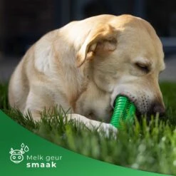 Tandenborstel Hond Melk Geur Smaak En Piep Honden Speelgoed Dog Toy - Krokodil Groen - Dutchwide -Katten En Honden Verkoop Winkel 1200x1200 345