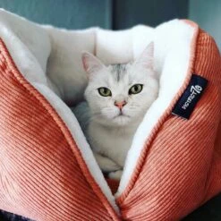 Katten En Honden Verkoop Winkel -Katten En Honden Verkoop Winkel 1200x1200 419