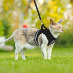 Merkloos Kattentuigje Met Looplijn | Zwart Kattenharnas | Easy Step In | Kattenriem | Kattenlijn | Kattentuig | Maat S -Katten En Honden Verkoop Winkel 1200x1200 488