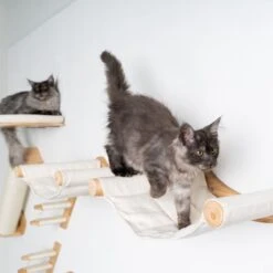 Katten En Honden Verkoop Winkel 18 Katten En Honden Verkoop Winkel -Katten En Honden Verkoop Winkel 1200x1200 531