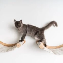 RHRQuality Wandmeubel Wandmontage Klimmuur Kat 53 X 43cm Luxe Hangmat XXL Creme Klim Wand Muur Krabpaal Katten Muurbevestiging -Katten En Honden Verkoop Winkel 1200x1200 532