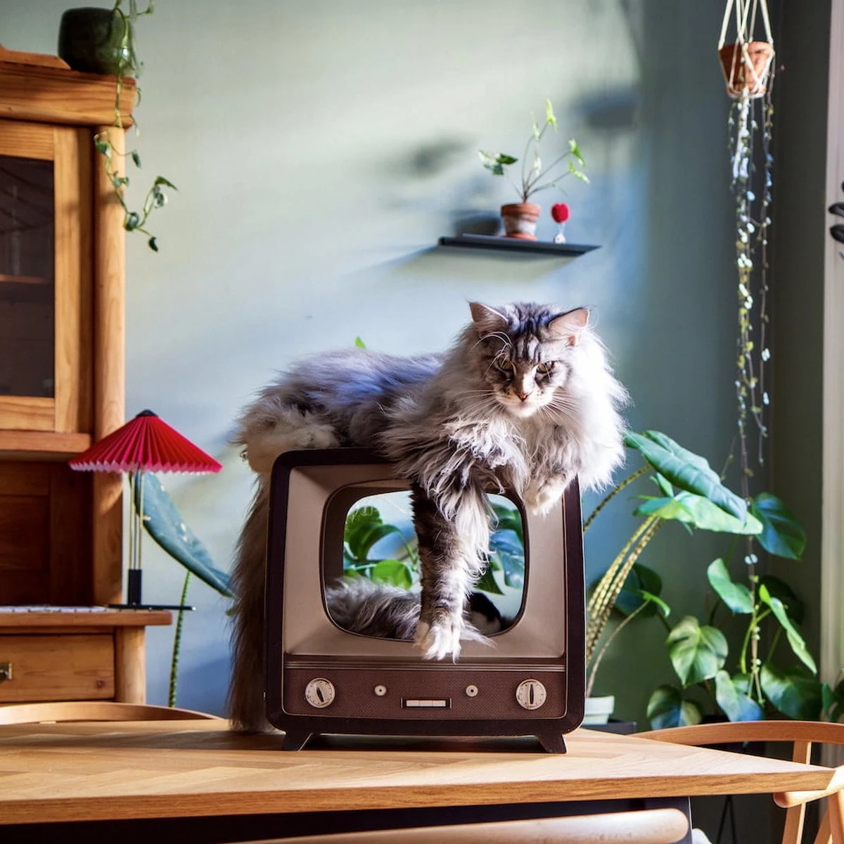 District 70 TELLY - Retro TV Krabmeubel - Instagrammable Kartonnen TV Voor Katten - 39 X 27 X 37 Cm