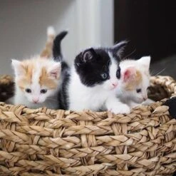 District 70 COCOON - Luxe Hondenmand Van Duurzaam Hoogwaardig Riet Met Zacht Kussen - Maten S/M/L - Large -Katten En Honden Verkoop Winkel 1200x1200 96