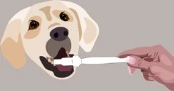 Aedogz Tandsteen Verwijder Spons Hond & Kat - Verwijdert Tandsteen, Aanslag En Vlekken - Verfrist De Adem Voorkomt Tandvleesproblemen. 5 Aedogz Tandsteen Verwijder Spons Hond & Kat - Verwijdert Tandsteen, Aanslag En Vlekken - Verfrist De Adem Voorkomt Tandvleesproblemen. -Katten En Honden Verkoop Winkel 1200x632