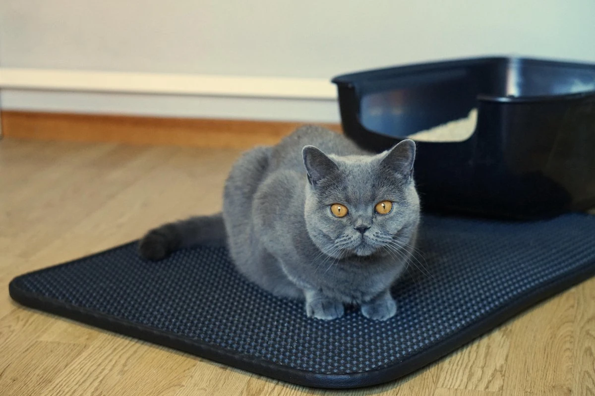 Merkloos Tastelio XXL Kattenbakmat 75x55cm - Groot Kattenbak Mat Met Innovatieve Honingraatstructuur - Dubbele Waterdichte Laag - Katten Bak Mat Met Eenvoudige Reiniging Grit Opvanger 11 Merkloos Tastelio XXL Kattenbakmat 75x55cm - Groot Kattenbak Mat Met Innovatieve Honingraatstructuur - Dubbele Waterdichte Laag - Katten Bak Mat Met Eenvoudige Reiniging Grit Opvanger - Afbeelding 11