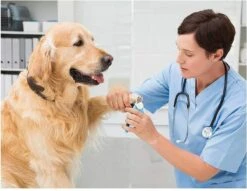 Woodoro Nagelknipper Nagelvijl Nagelschaar Voor Hond En Kat - Incl. Veiligheidsstop -Katten En Honden Verkoop Winkel 1200x928 1