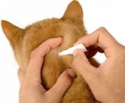 Frontline Spot-On Anti Vlooienmiddel Kat - 6 Pipetten -Katten En Honden Verkoop Winkel 1200x987 2