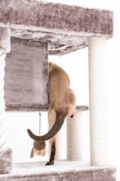 Petrebels Lodge 107 Krabpaal - Cappuccino - Design - Zeer Stabiel -Katten En Honden Verkoop Winkel 800x1200 10