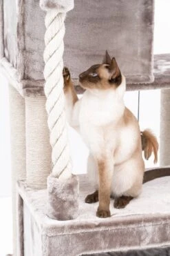 Petrebels Lodge 107 Krabpaal - Cappuccino - Design - Zeer Stabiel -Katten En Honden Verkoop Winkel 800x1200 11