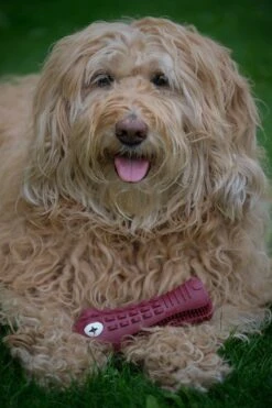 Tandenborstel Hond Melk Geur Smaak En Piep Honden Speelgoed Dog Toy - Krokodil Groen - Dutchwide -Katten En Honden Verkoop Winkel 800x1200 2