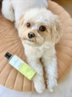 Fresh & Fluffy - Hondenshampoo Kamille / Patchouli - Geschikt Voor Alle Hondenrassen - Natuurlijk & Vegan Voor De Gevoelige Huid - 250ml -Katten En Honden Verkoop Winkel 899x1200 1