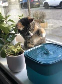 No Logo - 3L - Drinkfontein Voor Huisdieren, Water Fontein - Waterdispenser - Waterautomaat Drinkbakken 3L Voor Huisdieren Katten - Honden - Konijnen - Goud - Groen - Kattenfontein - Fontein - Drink - Bak - Drinkbak - Hond - Konijn - Kat - 2l - 1l - -Katten En Honden Verkoop Winkel 899x1200 8
