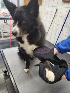 N4dogs – Hondenhanddoek – Honden Handdoek – Microvezel Handdoek – Handdoek Hond – Droogdoek Hond – Dierendeken – Sterk Absorberend – Handdoek Met Zakken - Zwart - 66 X 23 Cm -Katten En Honden Verkoop Winkel 900x1200 11